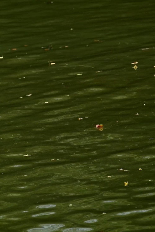 Haikus 2: Waters poster